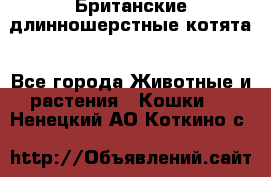 Британские длинношерстные котята - Все города Животные и растения » Кошки   . Ненецкий АО,Коткино с.